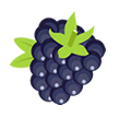 blackberry.gif